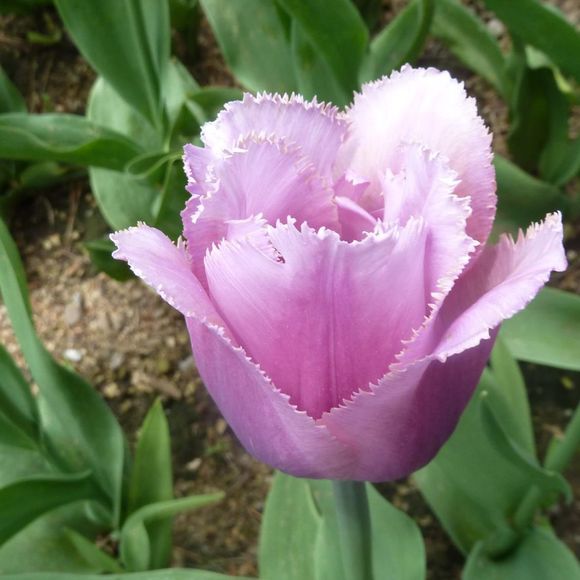 Meet your Posher, Sandra - Picture 1 of 1